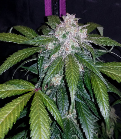 Сорт Tangie'matic auto fem