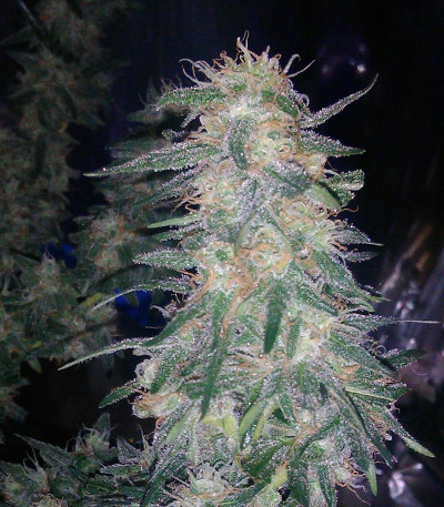 Сорт Crazy Holy Grail 69 fem (Samsara Seeds)