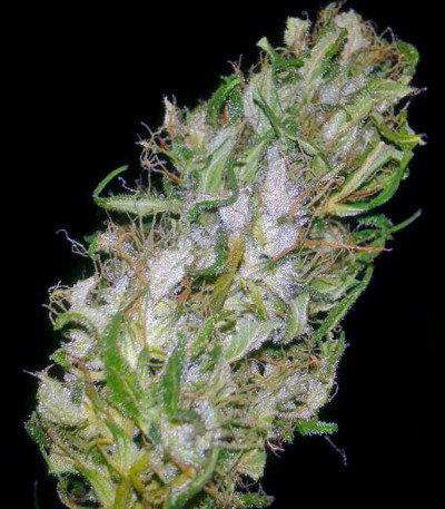 Сорт Pure Kush fem (Green House Seeds)