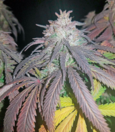 Сорт Amherst Sour Diesel fem (Humboldt Seeds)