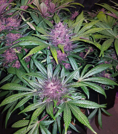 Сорт Blackberry auto fem (FastBuds)