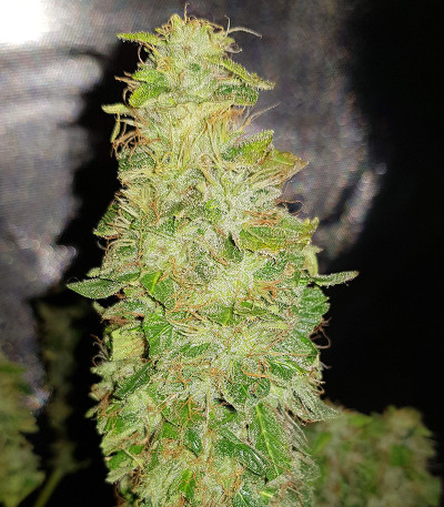 Микс семян Auto Collection #2 (00 Seeds)