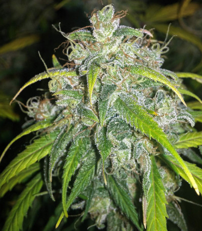 Сорт StarRyder auto fem (Dutch Passion)