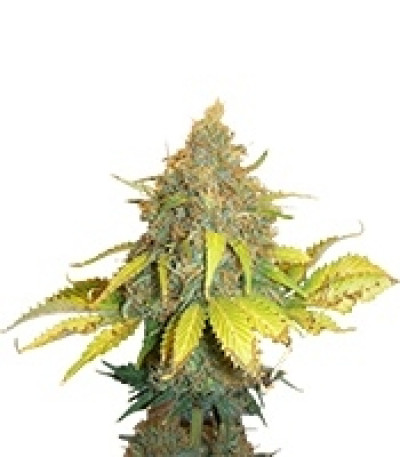 Сорт Pure Power Plant fem (Nirvana Seeds)