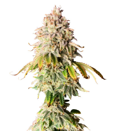 Сорт Frosted Guava fem (Original Sensible Seeds)