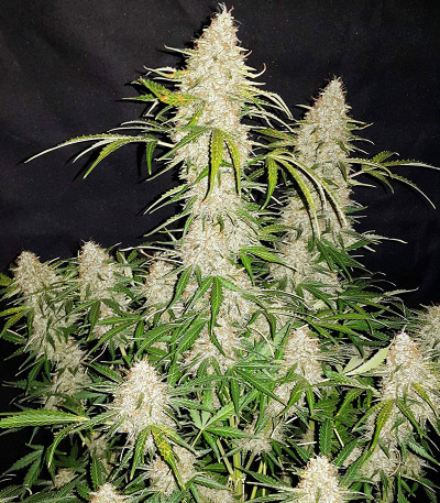 Сорт Original Jack Herer Auto fem (FastBuds)