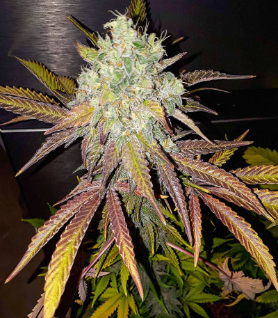 Сорт Grandaddy Banner fem (AlphaFem Seeds)