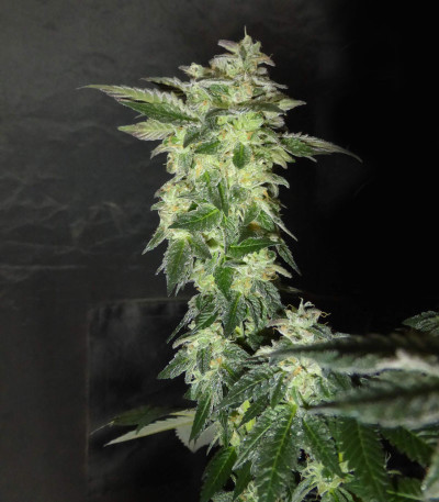 Сорт Wedding Gelato fem (RQS)