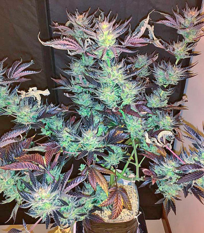 Сорт White Rhino fem (Nirvana Seeds)