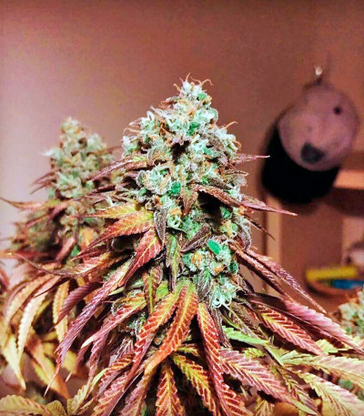 Сорт 707 Headband fem (Humboldt Seeds)