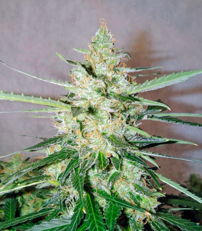 Сорт Auto Whiteberry fem (Paradise Seeds)