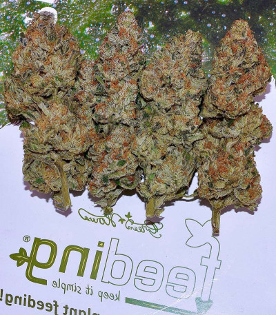 Сорт Bubba Slush fem (Green House Seeds)