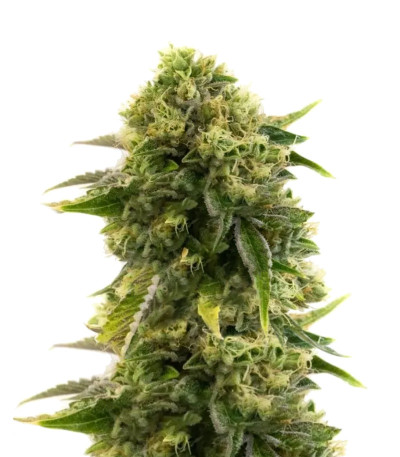 Сорт Different Gorilla fem (AlphaFem Seeds)