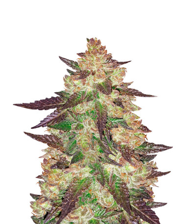 Сорт Black Cherry Punch fem (Pyramid Seeds)