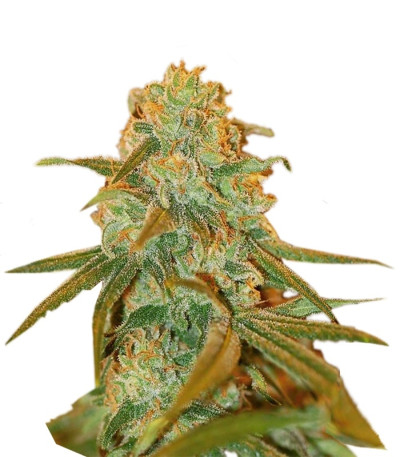 Сорт Lemon Skunk fem (Green House Seeds)