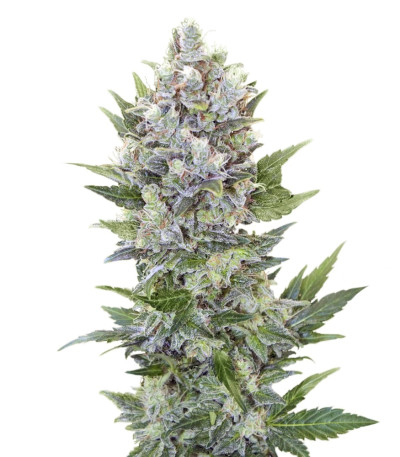 Сорт Northern Light Automatic fem (Royal Queen Seeds)