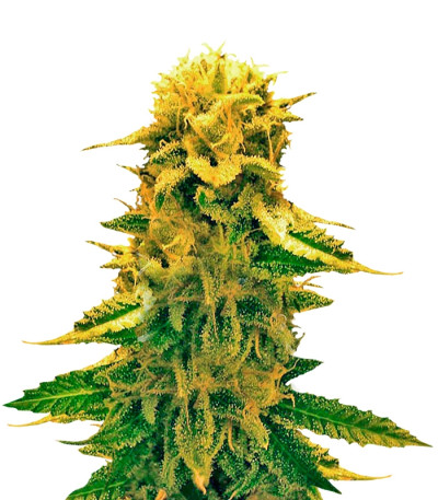 Сорт Sugar Black Rose Auto fem (Delicious Seeds)