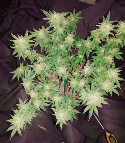 Сорт Skunk XL fem (Royal Queen Seeds)