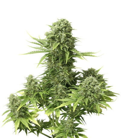 Сорт StarRyder auto fem (Dutch Passion)