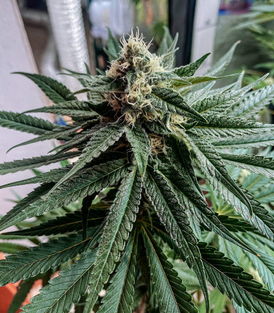 Сорт King's Juice (Green House Seeds)