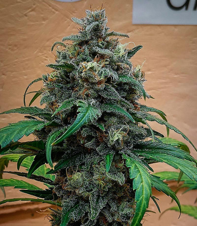 Сорт Jet Fuel Mandarine XL Auto fem (Sweet Seeds)