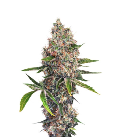 Сорт OG Kush (Dinafem Seeds)