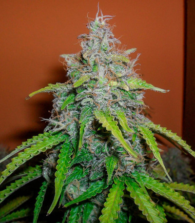 Сорт Totally Alpha OG Auto fem (AlphaFem Seeds)