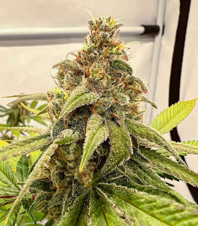 Сорт HighCloudZ fem (Green House Seeds)