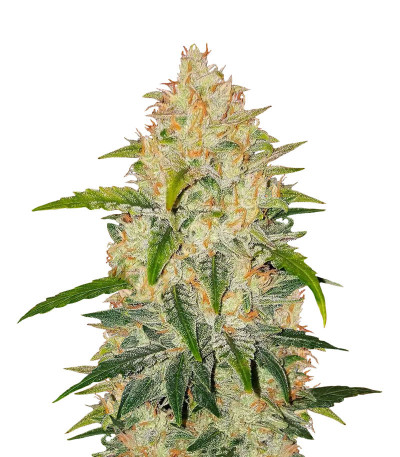 Сорт Zkittlez Auto fem (FastBuds)