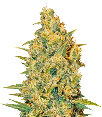 Сорт Critical Sensi Star fem (Delicious Seeds)