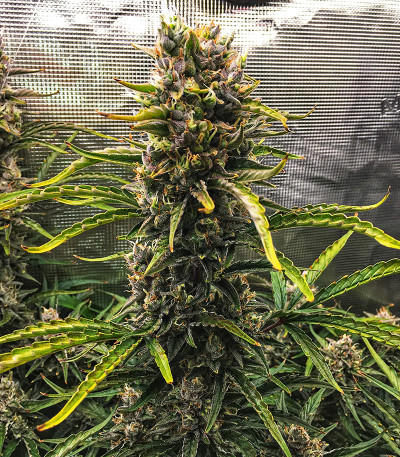 Сорт Original Auto Cheese fem