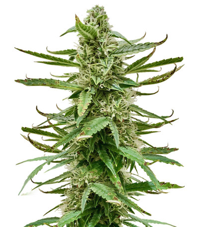 Сорт Runtz Auto fem (Barney's Farm)