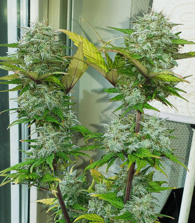 Сорт Super Bud Auto fem (Green House Seeds)