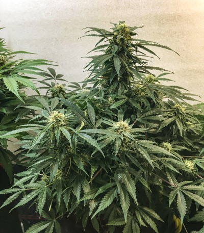 Сорт Auto White Widow fem (Pyramid Seeds)