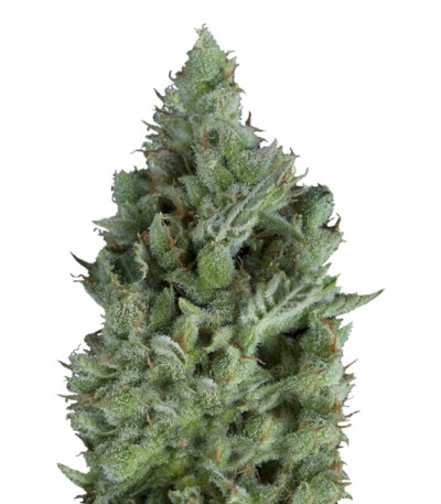 Сорт Wendy Auto fem (Trikoma Seeds)