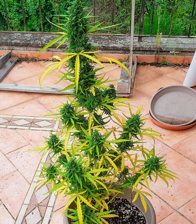 Сорт Jet Fuel Mandarine XL Auto fem (Sweet Seeds)