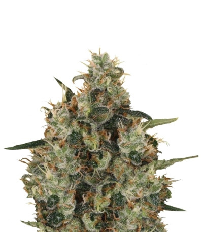 Сорт Medical Mass CBD fem (Royal Queen Seeds)