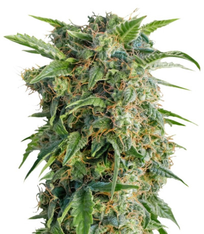 Сорт Auto Daiquiri Lime fem (Dutch Passion)