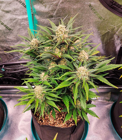 Сорт Apple Strudel Auto fem (FastBuds)