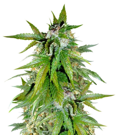 Сорт Auto Kush fem (Female Seeds)