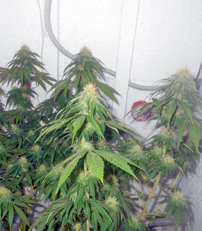 Сорт Jack Herer fem (Green House Seeds)