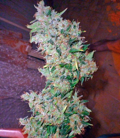 Сорт Auto Anesthesia fem (Pyramid Seeds)