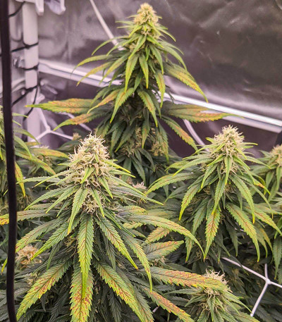 Сорт Dozy Cookies fem (AlphaFem Seeds)