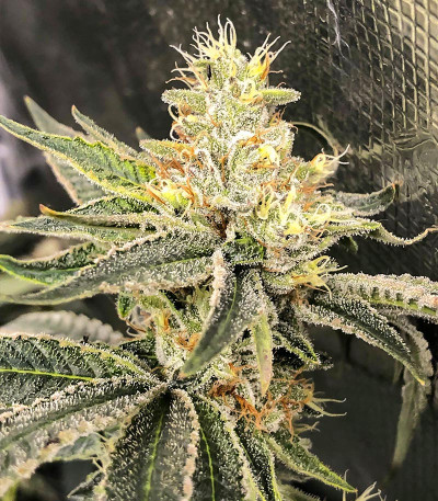 Сорт Dozy Cookies fem (AlphaFem Seeds)