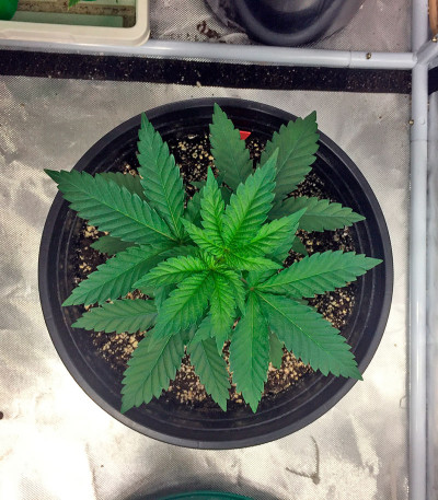 Сорт Northern Lights fem (00 Seeds)