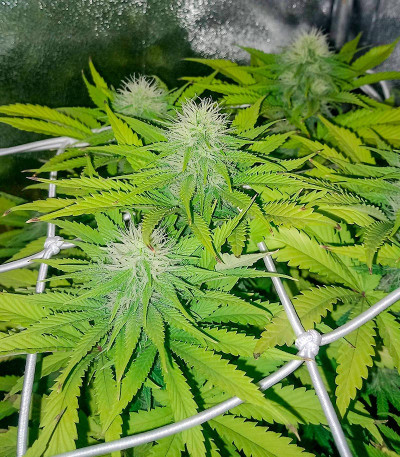 Сорт Za-Za OG fem (Herbies Seeds)