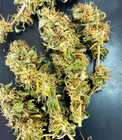 Сорт Jealousy fem (Original Sensible Seeds)