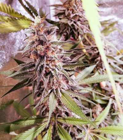 Сорт Grandaddy Banner fem (AlphaFem Seeds)