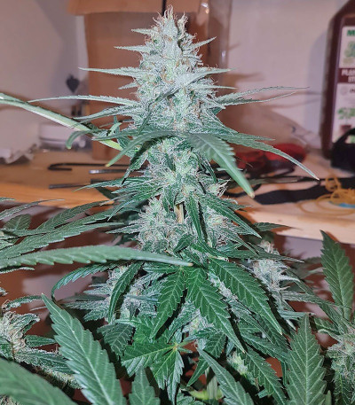 Сорт Peyote Cookies fem (Barney's Farm)