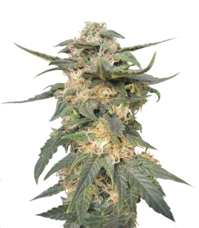 Сорт Royal Haze Automatic fem (Royal Queen Seeds)